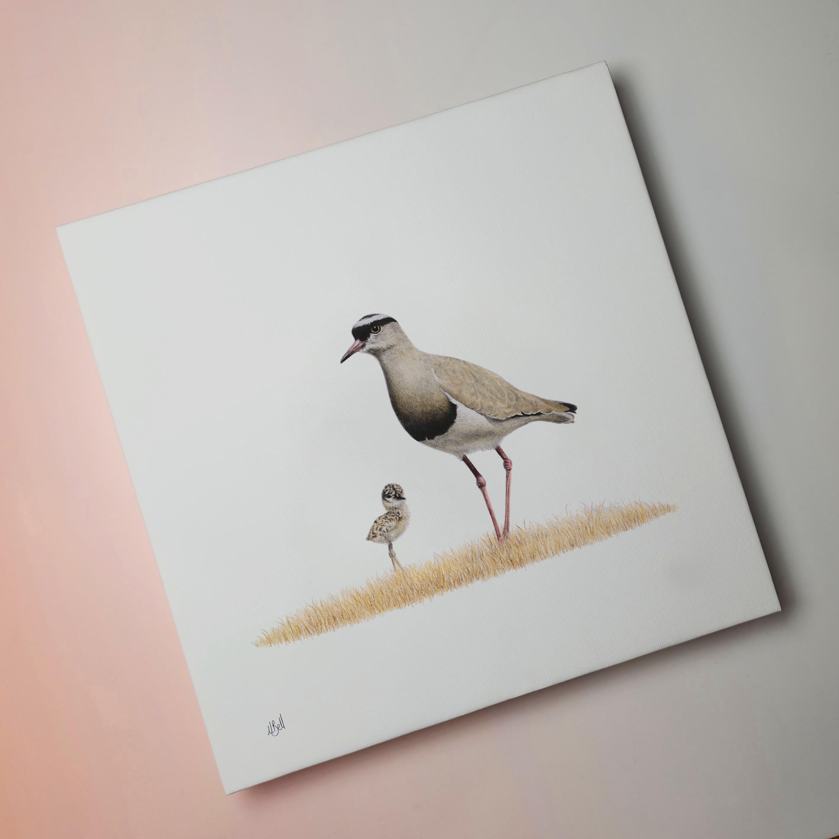 South African bird artwork on canvas, stretched on wooden frame by wildlife artist Matthew Bell of a Crowned Lapwing mother and chick