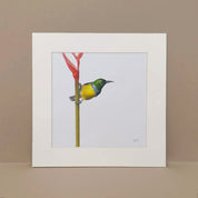 Collared Sunbird original artwork of a South African bird