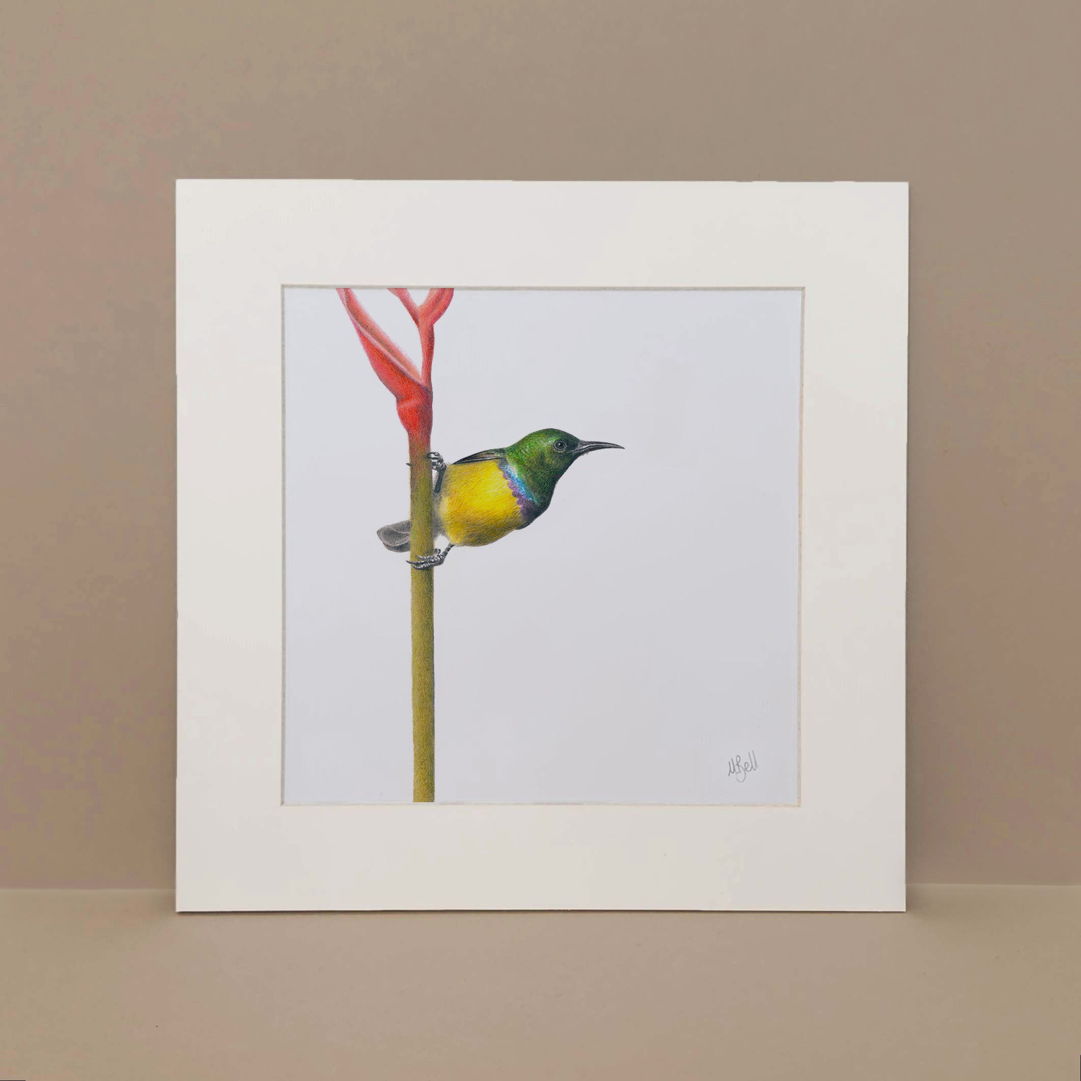 Collared Sunbird original artwork of a South African bird