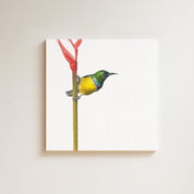 Collared Sunbird drawing on canvas by South African wildlife artist Matthew Bell