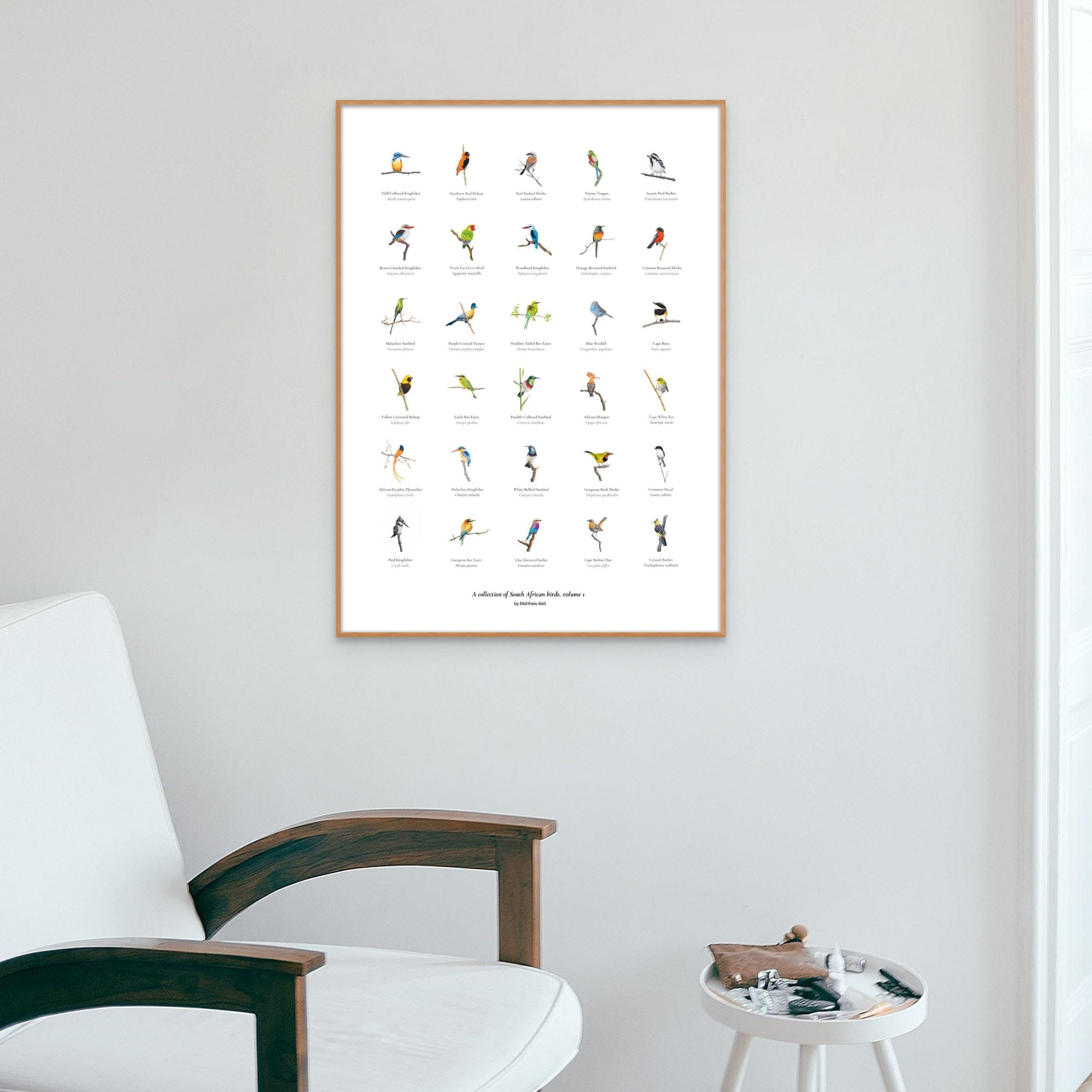 A collection of South African birds poster artwork by wildlife artist Matthew Bell