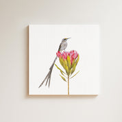 Cape Sugarbird drawing on canvas by South African wildlife artist Matthew Bell