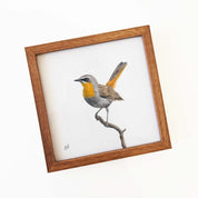 Kiaat wood framed miniature artwork of a Cape Robin Chat, part of wildlife artist Matthew Bell's birds of South Africa gallery