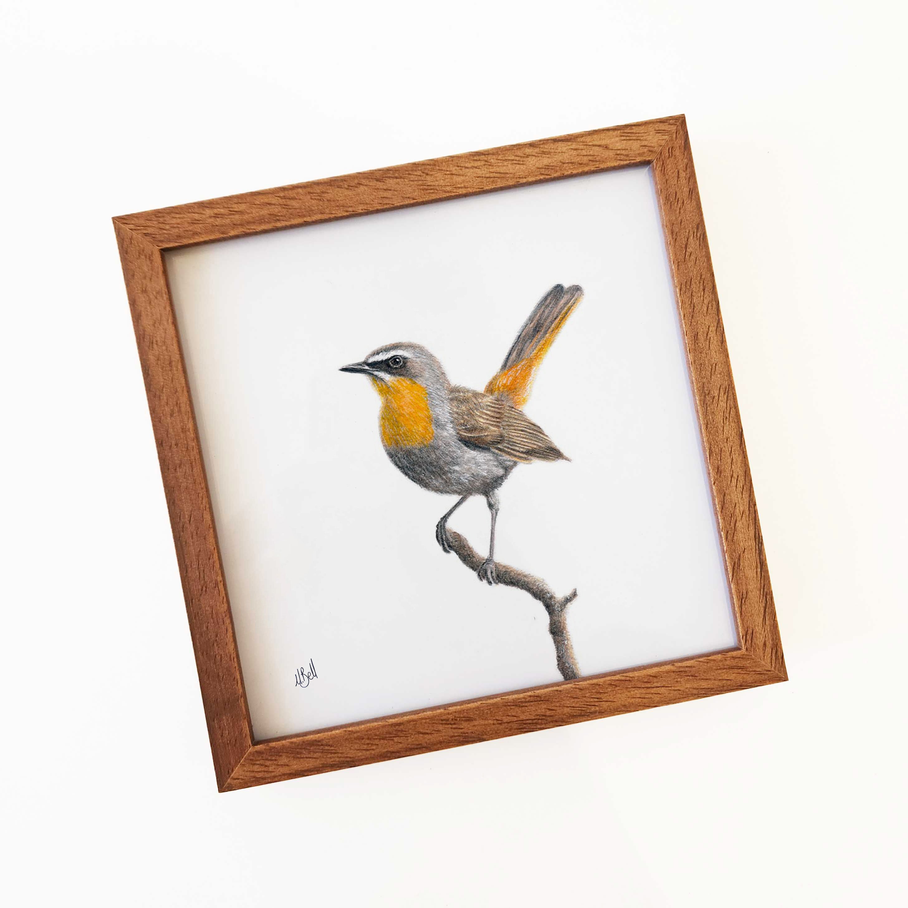 Kiaat wood framed miniature artwork of a Cape Robin Chat, part of wildlife artist Matthew Bell's birds of South Africa gallery