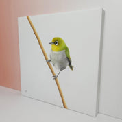 Cape White Eye South African bird artwork stretched on canvas by wildlife artist Matthew Bell