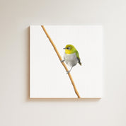 Cape White Eye drawing on canvas by South African wildlife artist Matthew Bell