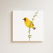 Cape Weaver drawing on canvas by South African wildlife artist Matthew Bell
