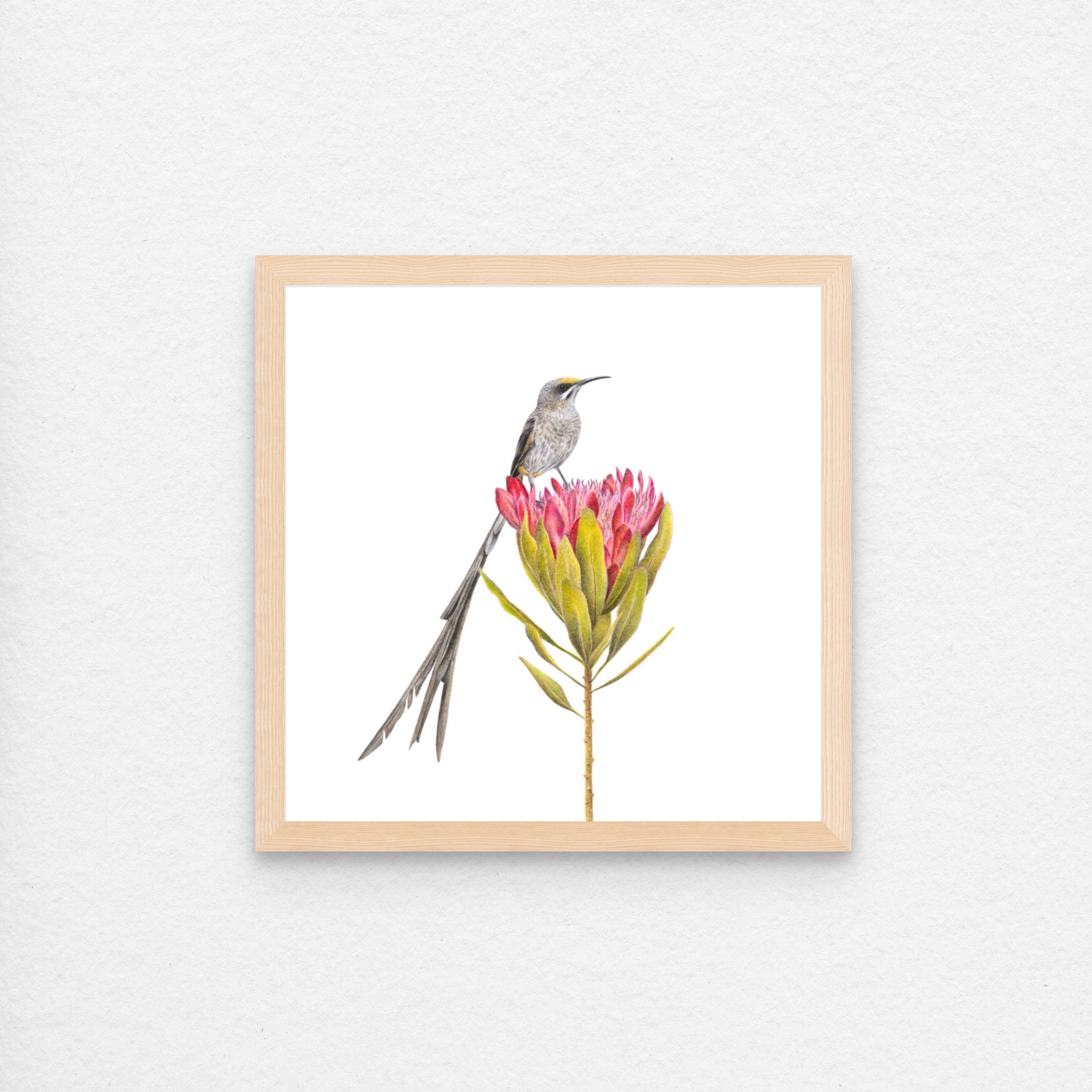 Pencil drawing artwork of a Cape Sugarbird by pencil artist Matthew Bell
