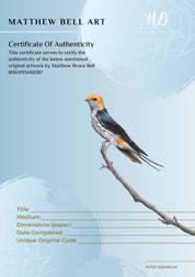 Lesser Striped Swallow original pencil drawing artwork by Matthew Bell