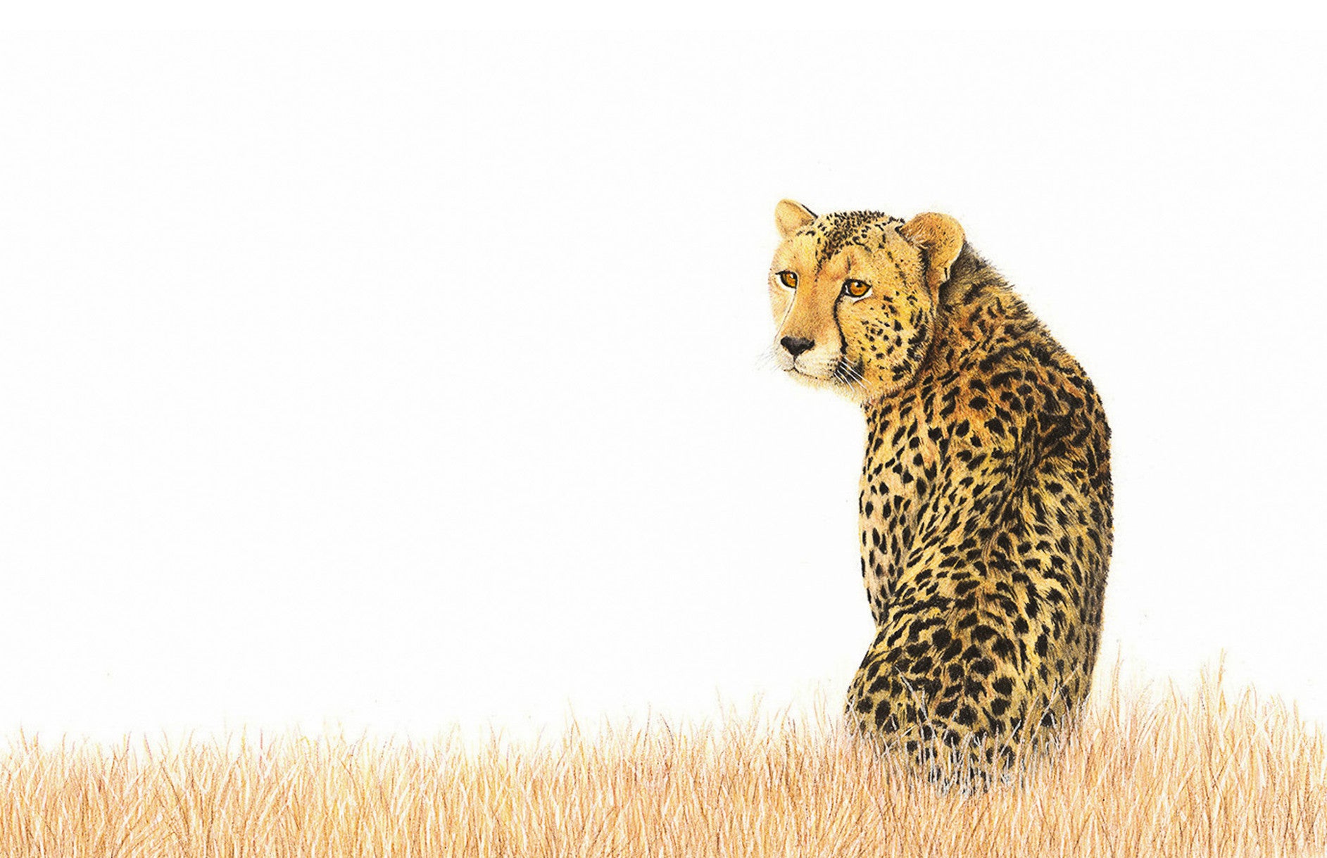 Cheetah artwork on canvas