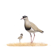 South African wildlife bird artwork by Cape Town artist Matthew Bell on canvas stretched onto a wooden frame of a Crowned Lapwing