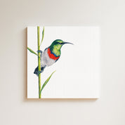 Double Collared Sunbird drawing on canvas by South African wildlife artist Matthew Bell
