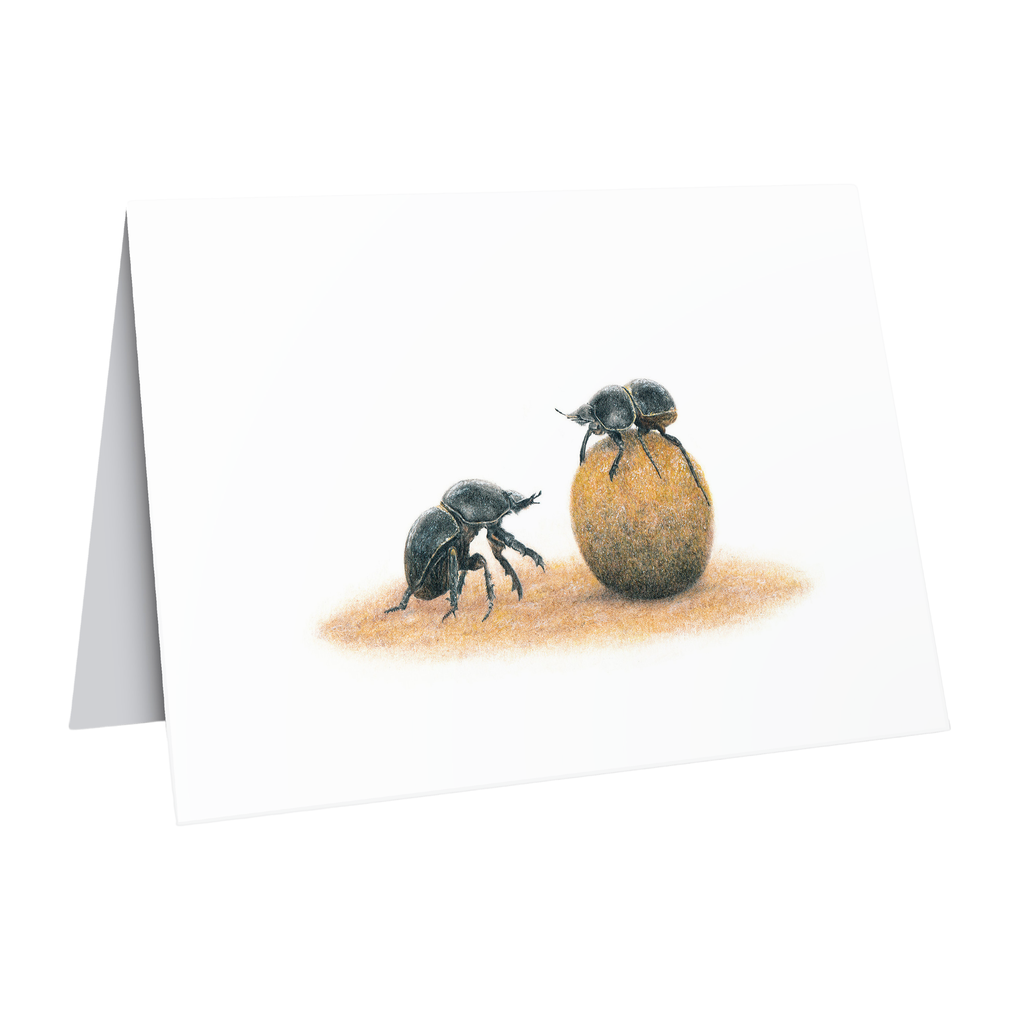 Dung Beetles African wildlife art greeting card by Matthew Bell