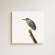 Green Backed Heron drawing on canvas by South African wildlife artist Matthew Bell