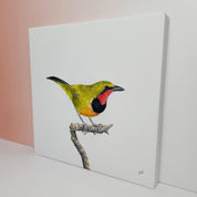 Gorgeous Bush Shrike bird artwork on stretched canvas