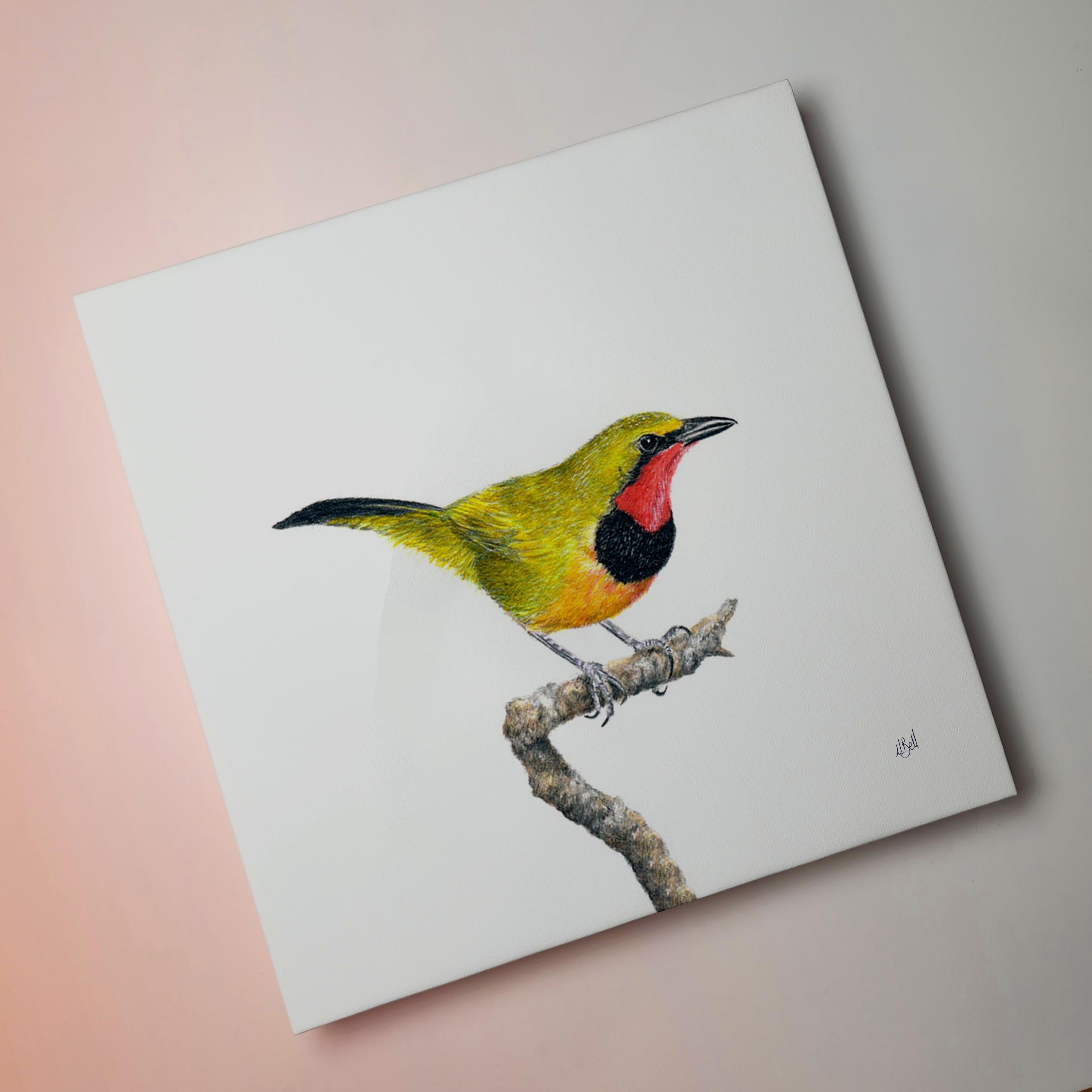 Gorgeous Bush Shrike bird artwork on stretched canvas