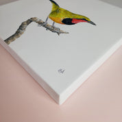 Gorgeous Bush Shrike bird artwork on stretched canvas