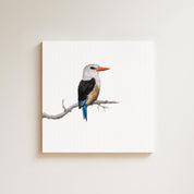 Grey Headed Kingfisher drawing on canvas by South African wildlife artist Matthew Bell