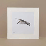 Great Shearwater South African seabird pelagic artwork