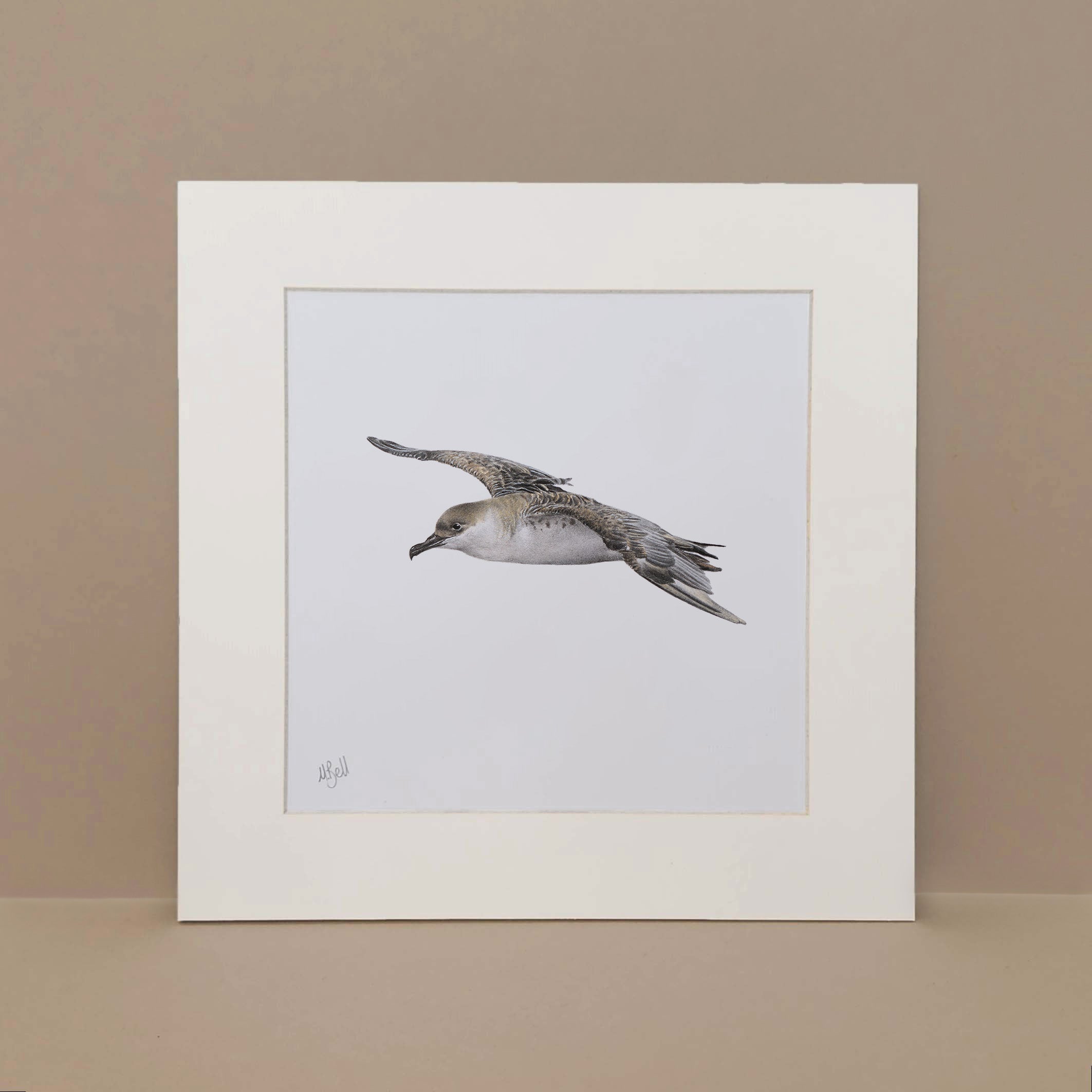 Great Shearwater South African seabird pelagic artwork