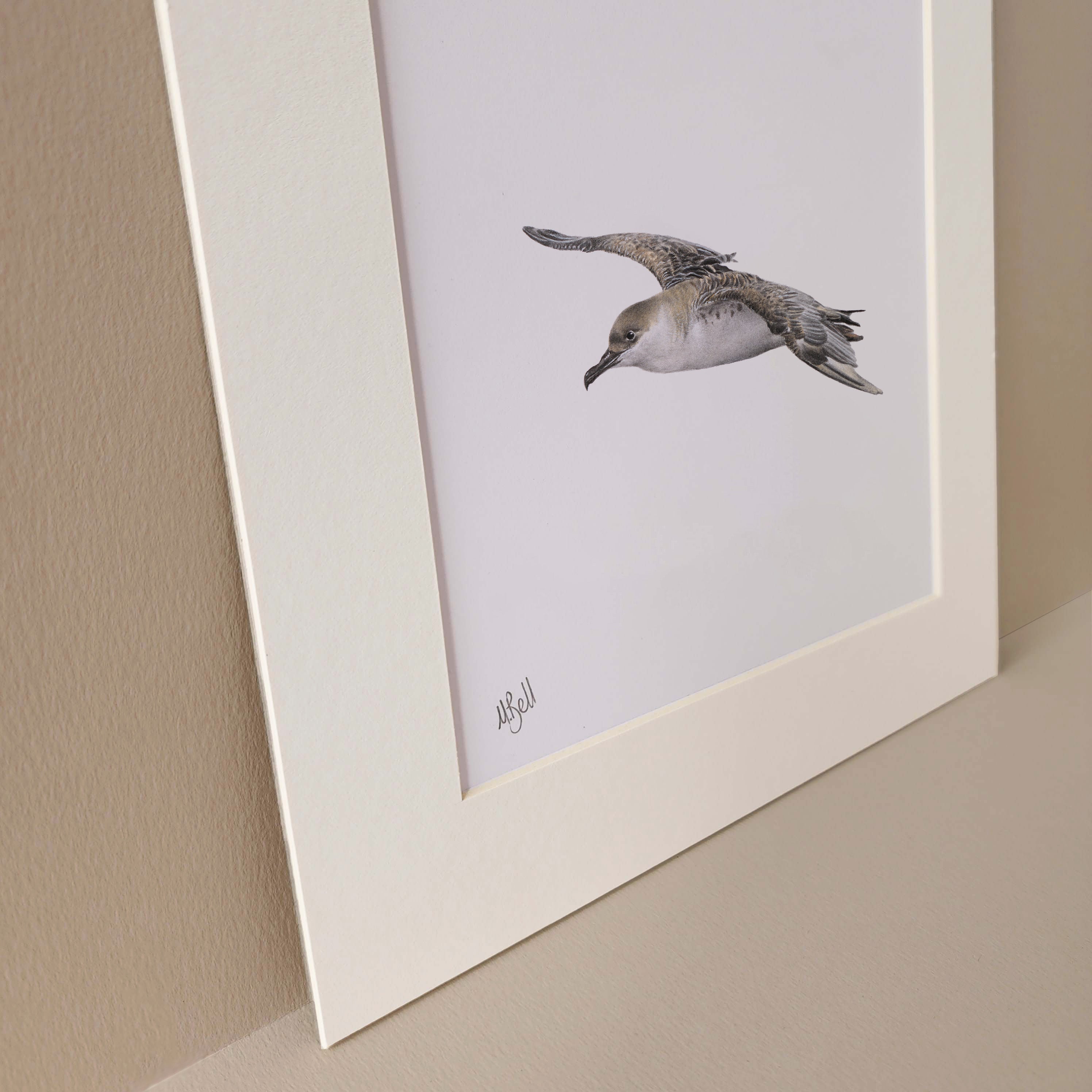 Great Shearwater South African seabird pelagic artwork