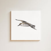 Great Shearwater drawing on canvas by South African wildlife artist Matthew Bell