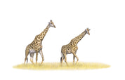 Stretched canvas print on a wooden frame by South African wildlife artist Matthew Bell of two Giraffe