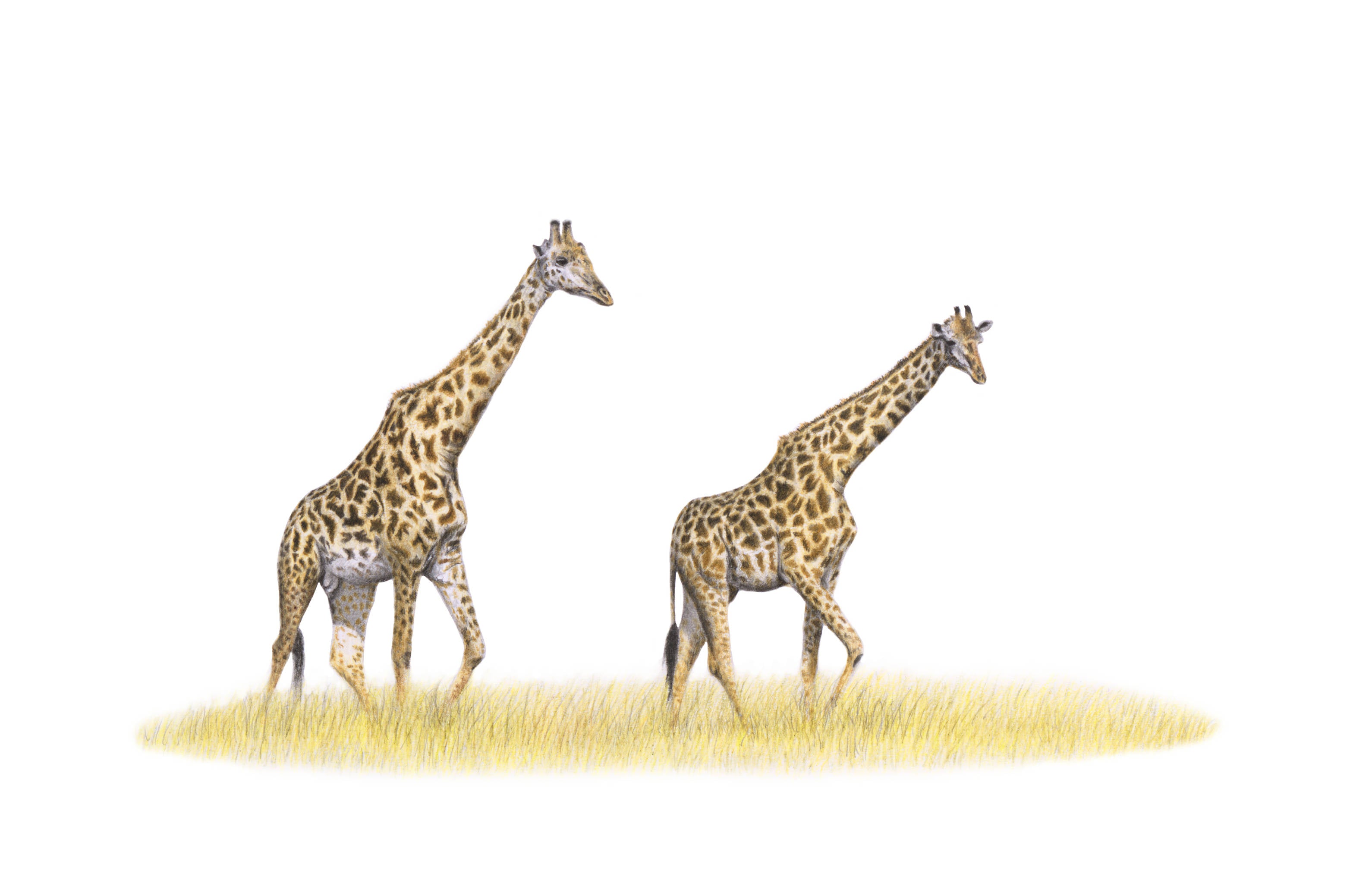Stretched canvas print on a wooden frame by South African wildlife artist Matthew Bell of two Giraffe