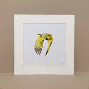 Pencil drawing art print by Matthew Bell of a Golden Pipit