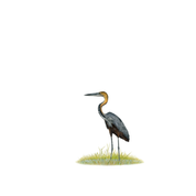 Goliath Heron - The Original