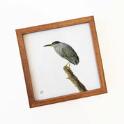 Green Backed Heron South African Kruger Park bird artwork by Matthew Bell