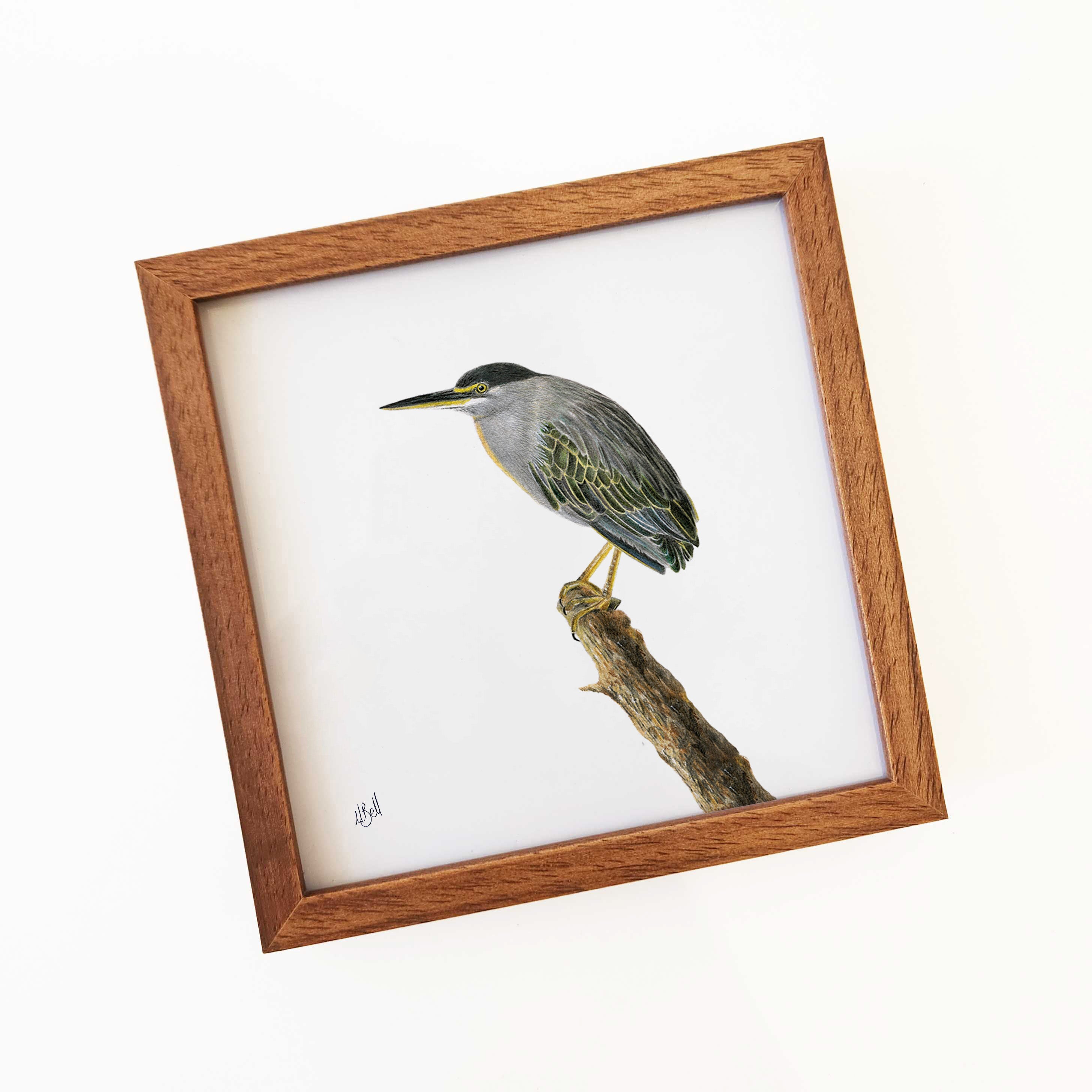 Green Backed Heron South African Kruger Park bird artwork by Matthew Bell