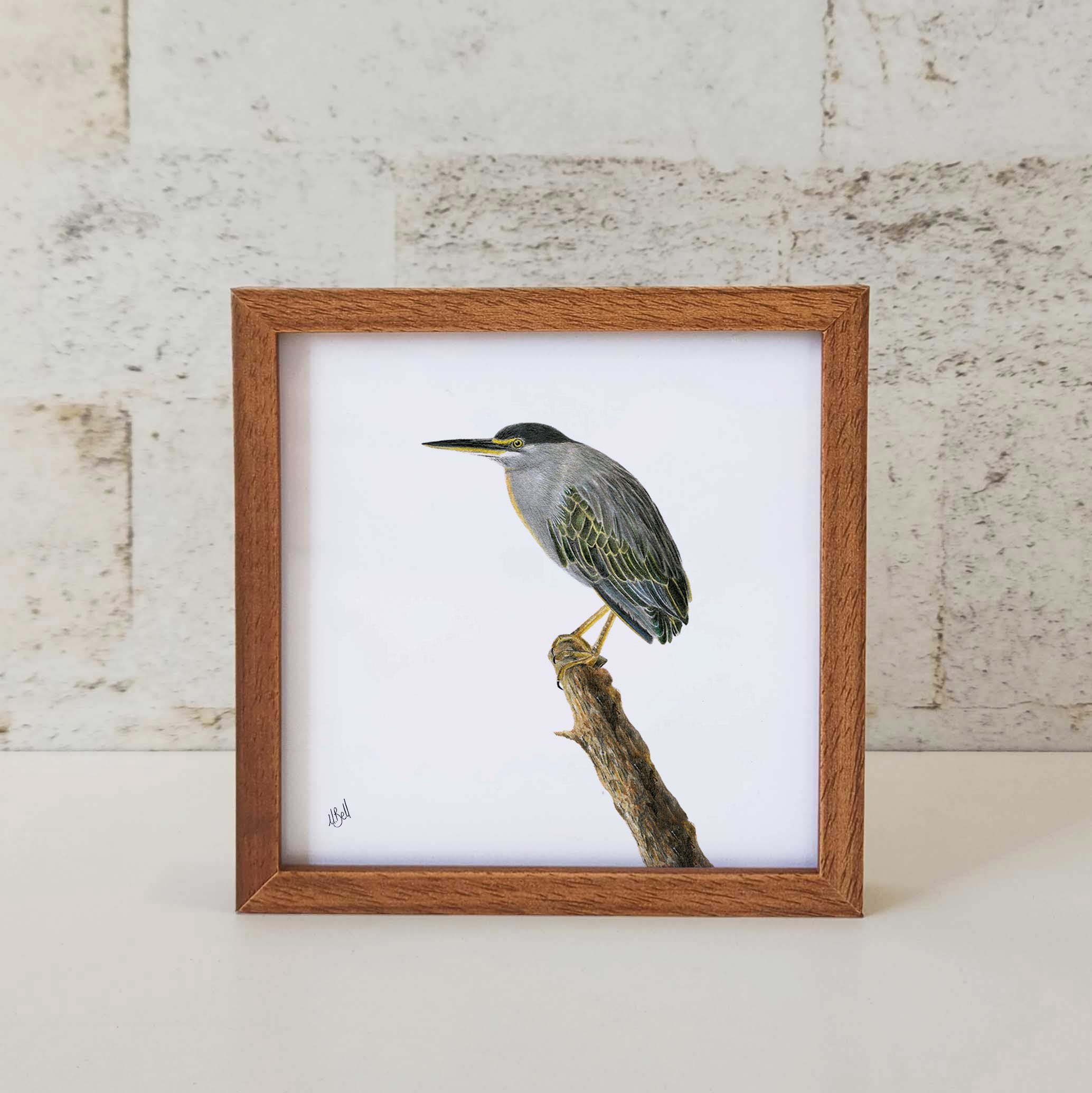 Green Backed Heron South African Kruger Park bird artwork by Matthew Bell