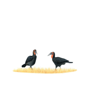 Original framed pencil drawing artwork of two Ground Hornbills in the Kruger National Park, South Africa