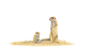 Stretched canvas print on a wooden frame by South African wildlife artist Matthew Bell of two Ground Squirrels