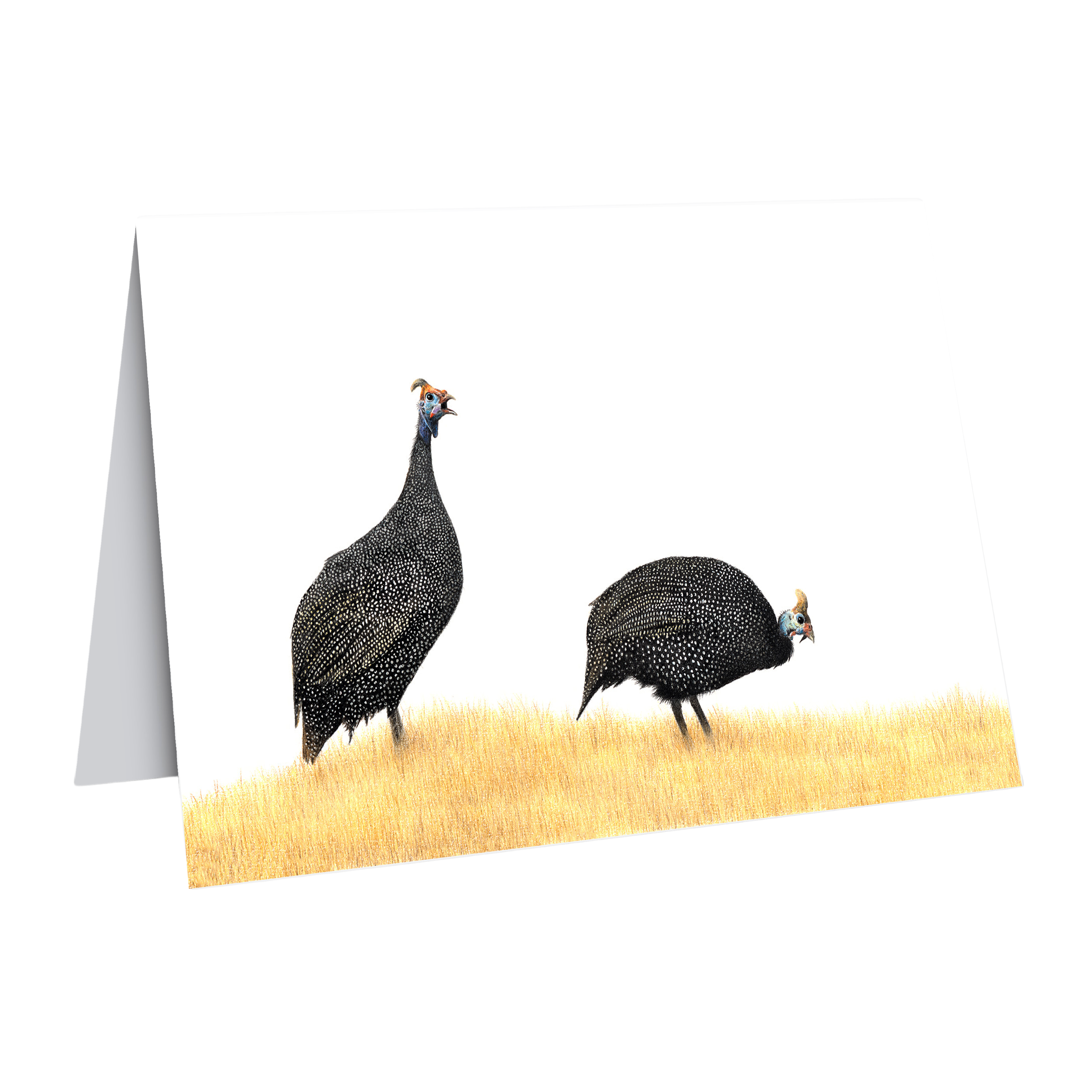 Beautiful fine art South African nature wildlife greeting card of a Guinea Fowl