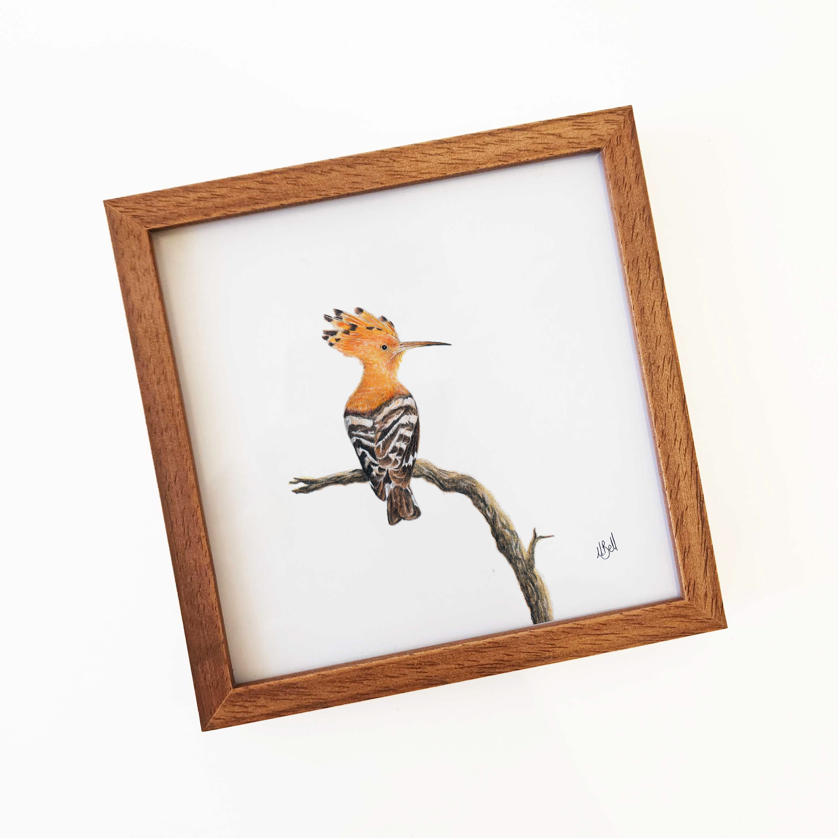 Kiaat wood framed miniature artwork of a African Hoopoe, part of wildlife artist Matthew Bell's birds of South Africa gallery