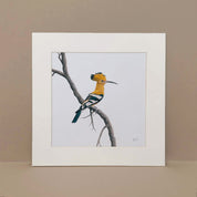 African Hoopoe pencil drawing art