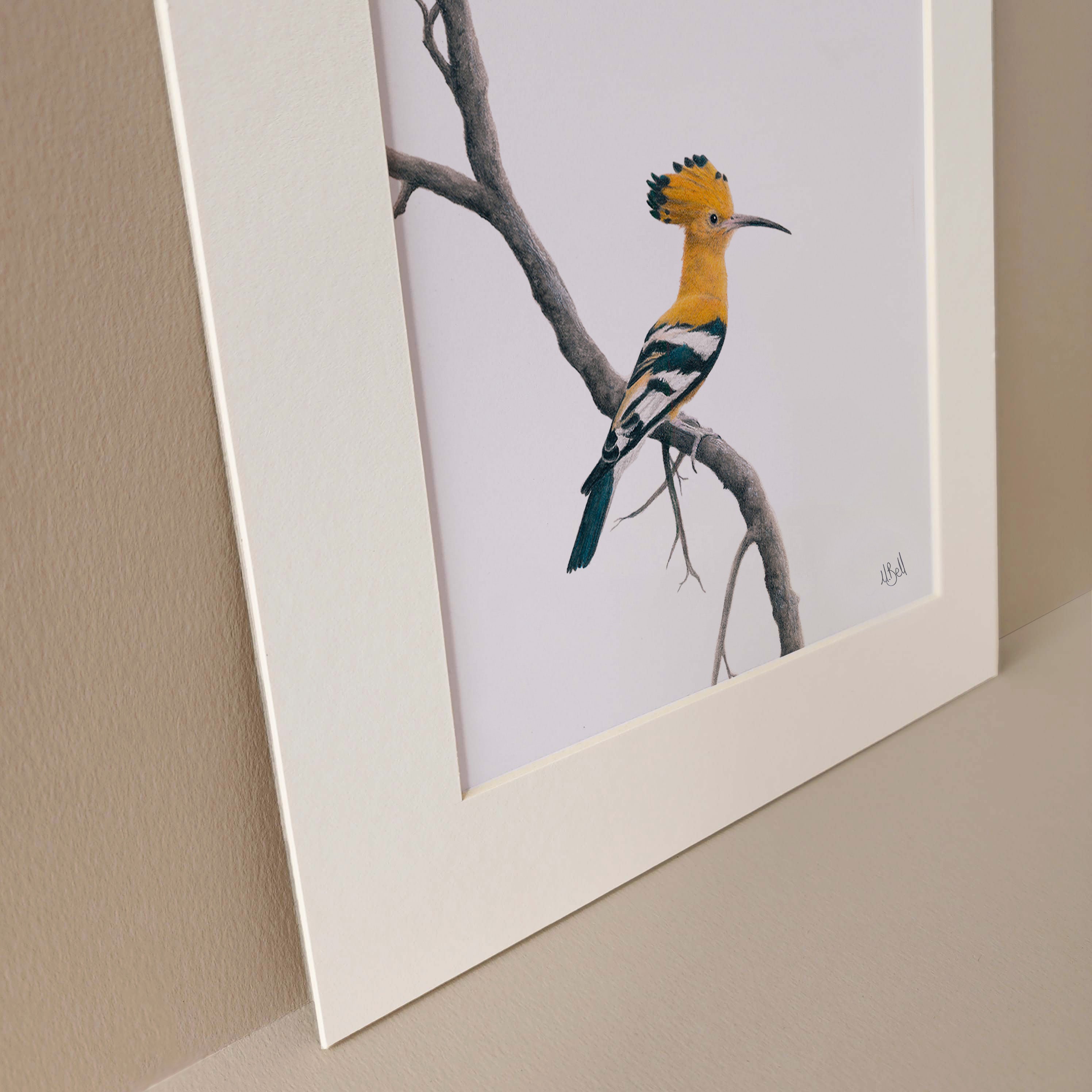 African Hoopoe pencil drawing art