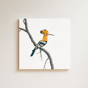 African Hoopoe drawing on canvas by South African wildlife artist Matthew Bell