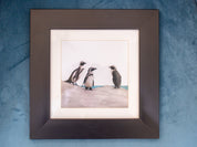 African Penguins - Framed