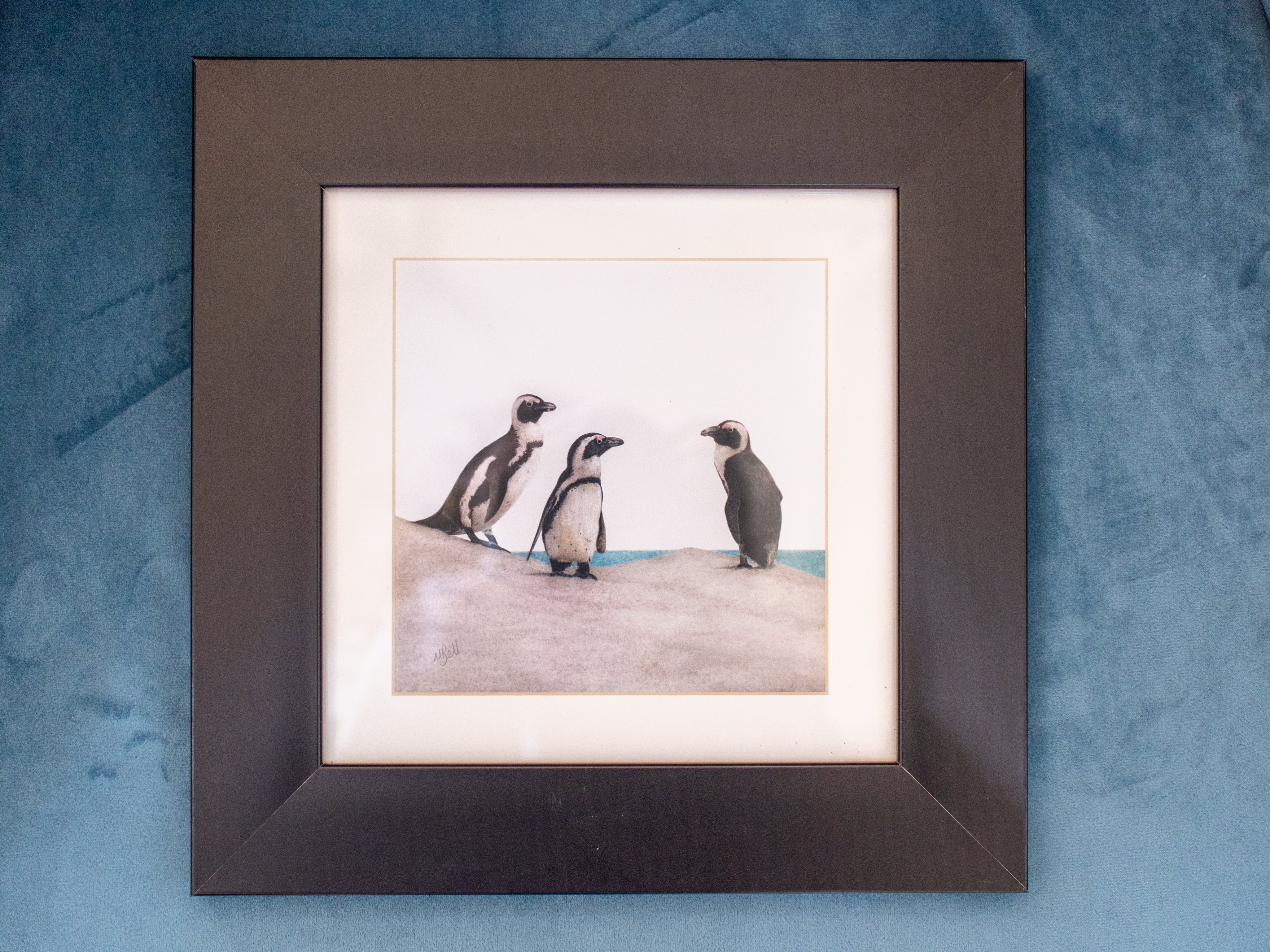 African Penguins - Framed
