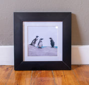 African Penguins - Framed