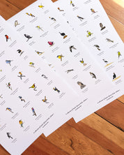 Collection of South African Birds - Vol 1, Vol 2 & Vol 3