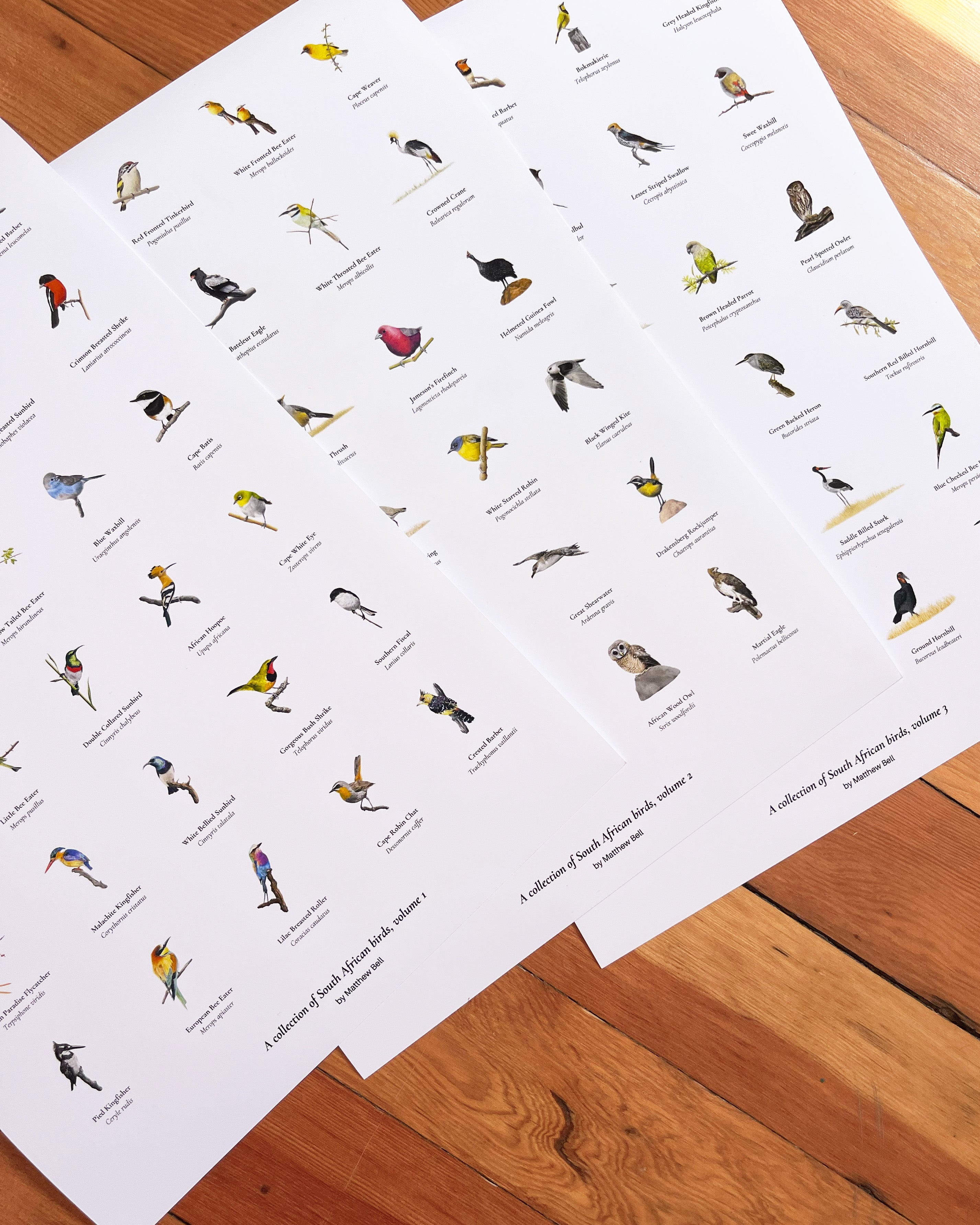 Collection of South African Birds - Vol 1, Vol 2 & Vol 3