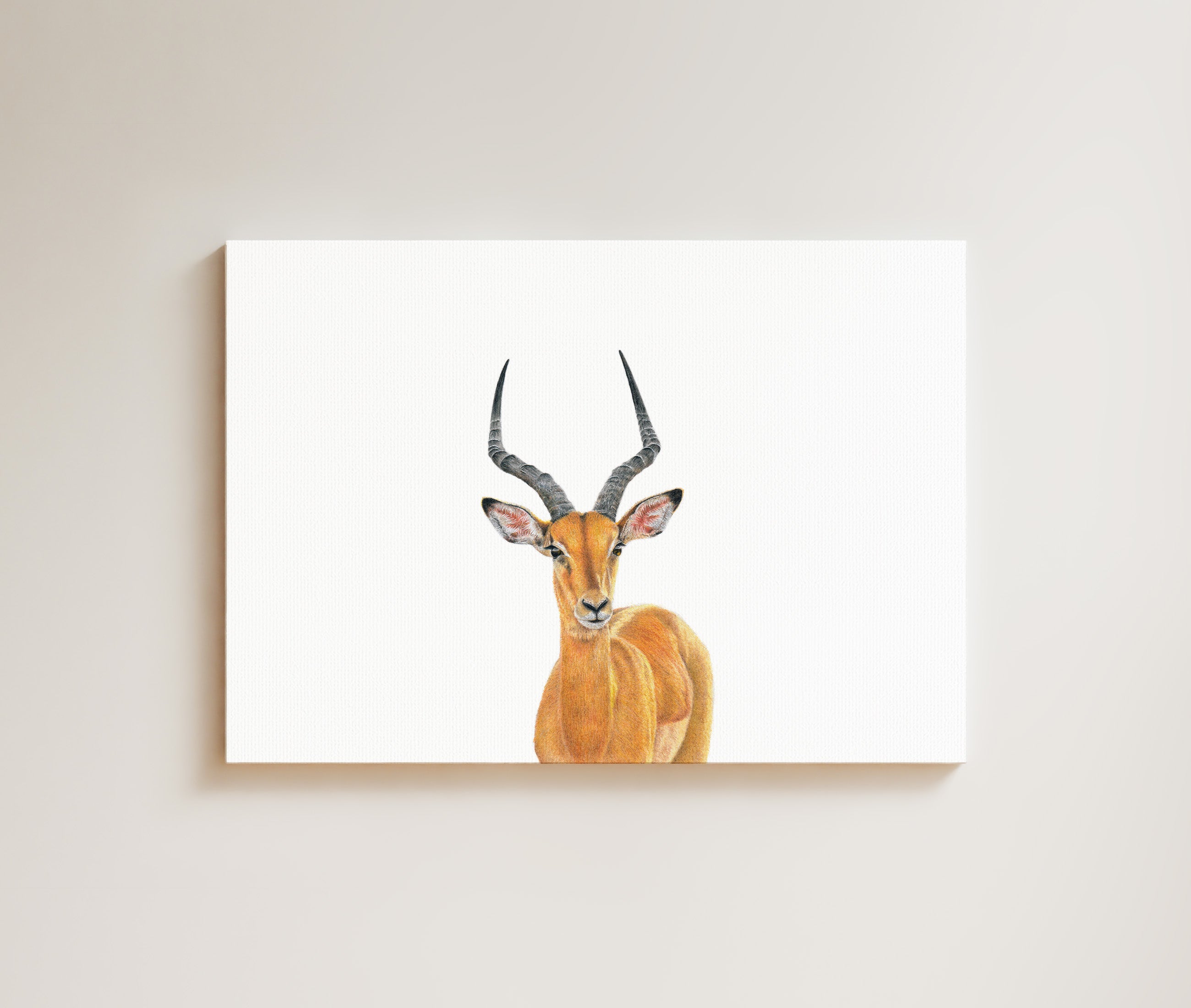 Impala Male drawing on canvas by South African wildlife artist Matthew Bell