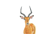 Stretched canvas print on a wooden frame by South African wildlife artist Matthew Bell of an Impala male