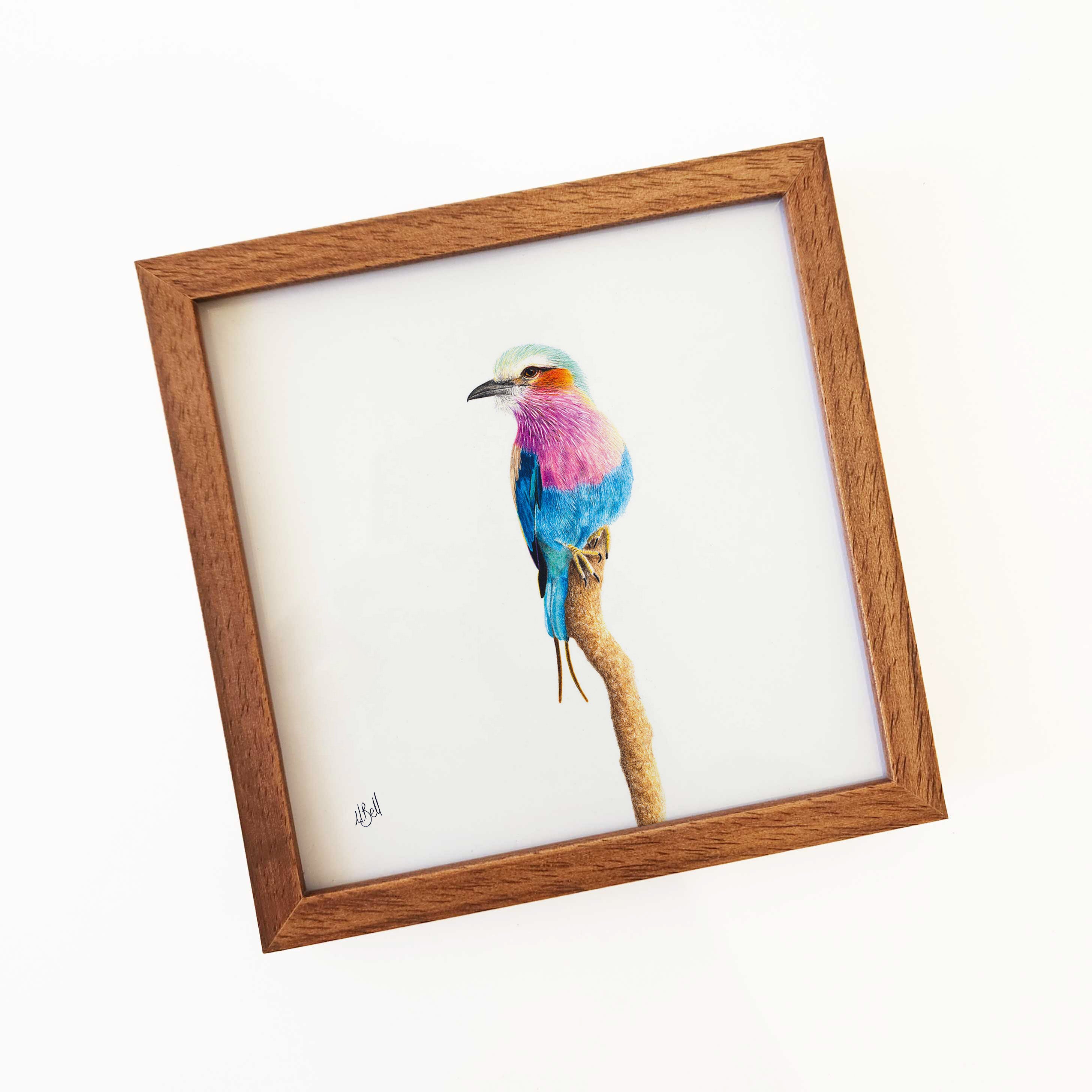 Kiaat wood framed miniature artwork of a Lilac Breasted Roller, part of wildlife artist Matthew Bell's birds of South Africa gallery