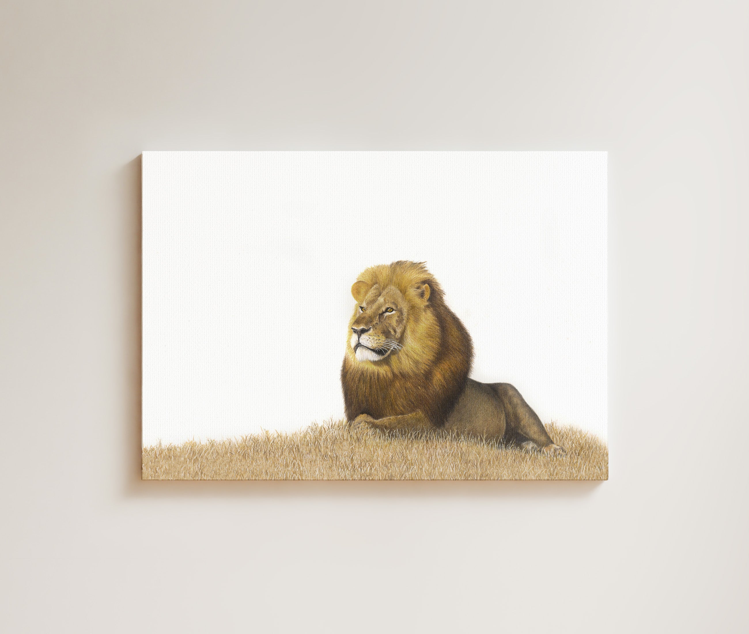 Male Lion drawing on canvas by South African wildlife artist Matthew Bell