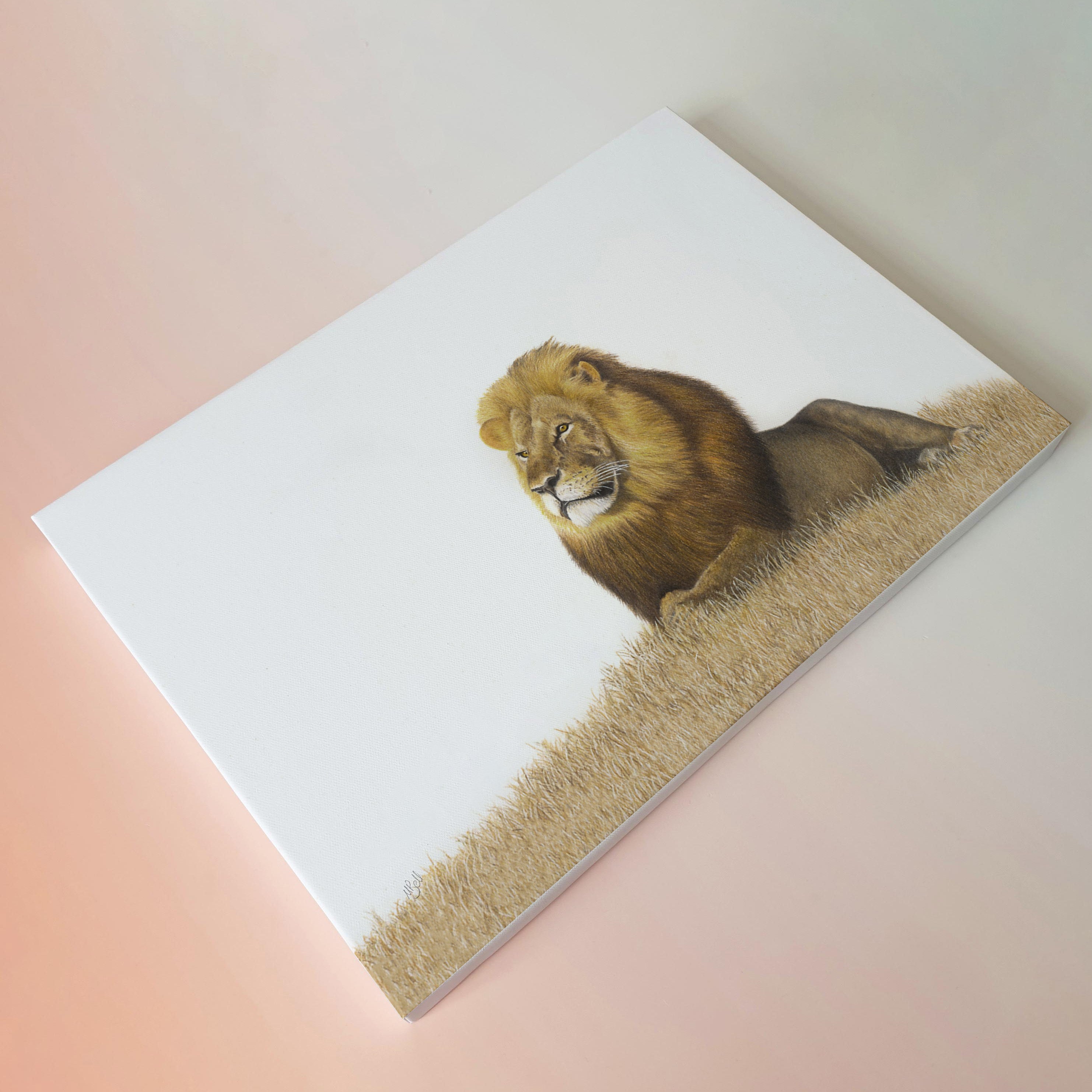 Male Lion in the grass canvas print